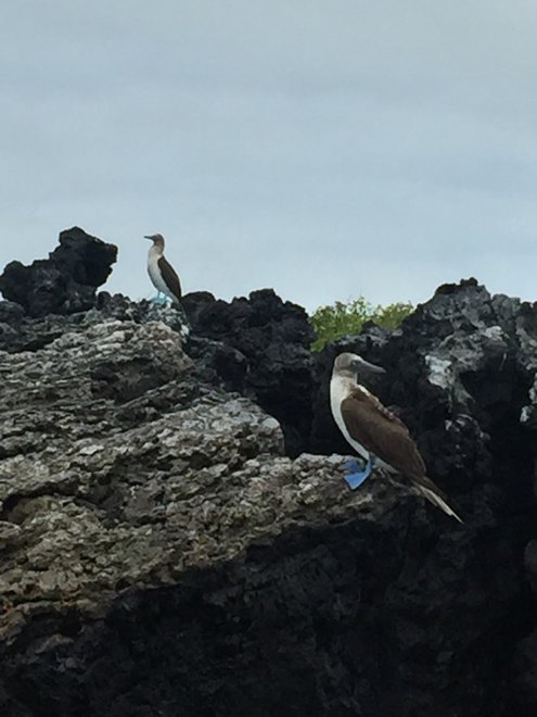 游侠客旅行