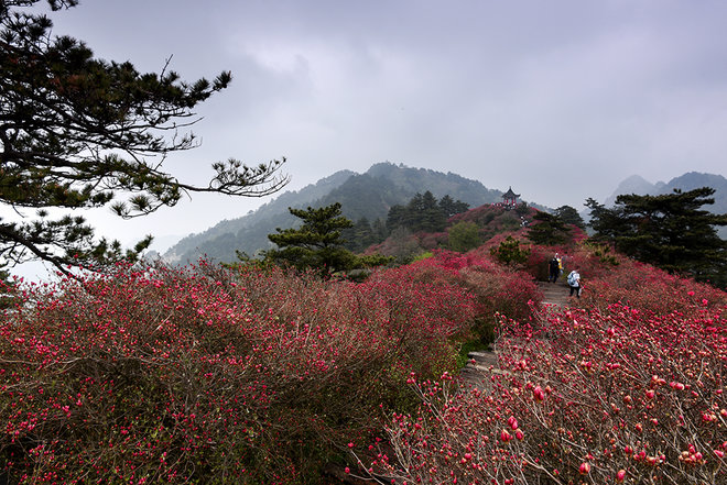 游侠客旅行