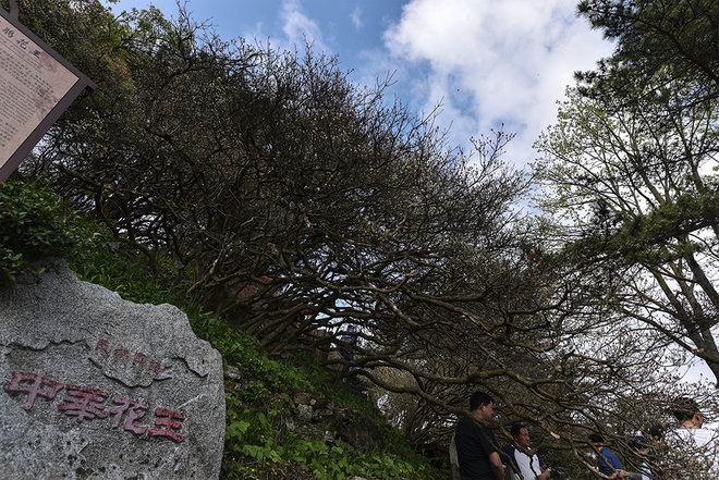 游侠客旅行