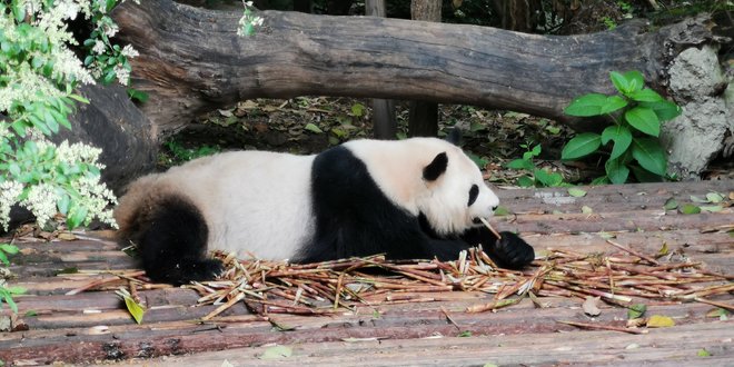 游侠客旅行