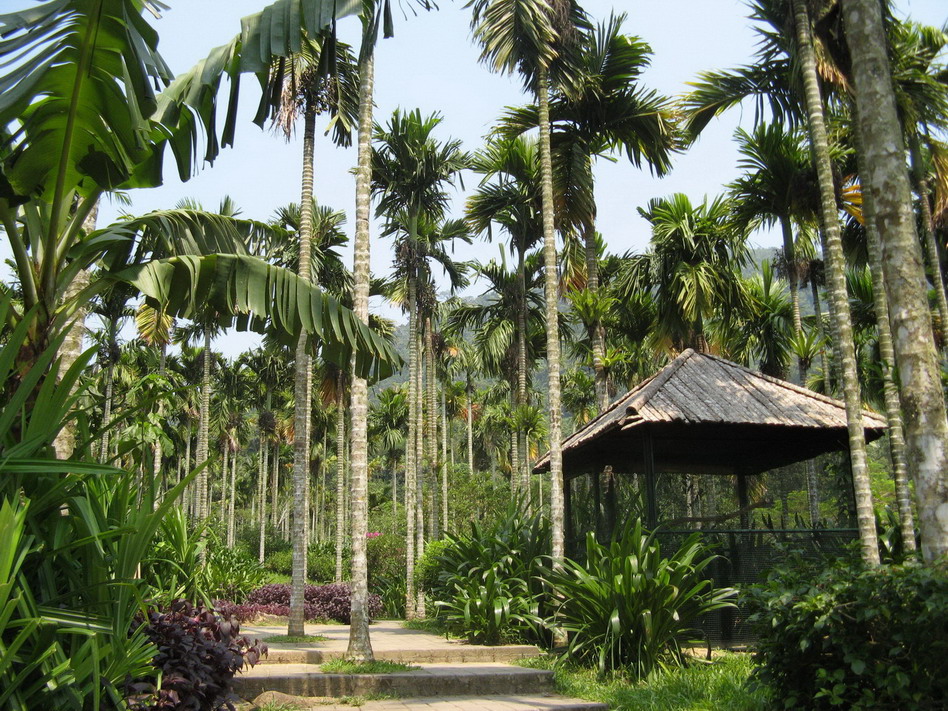 亚诺达热带雨林