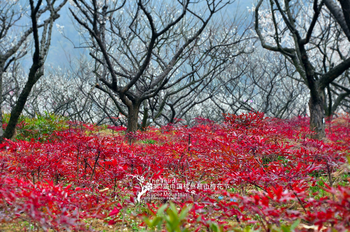 第三届杭州超山梅花节