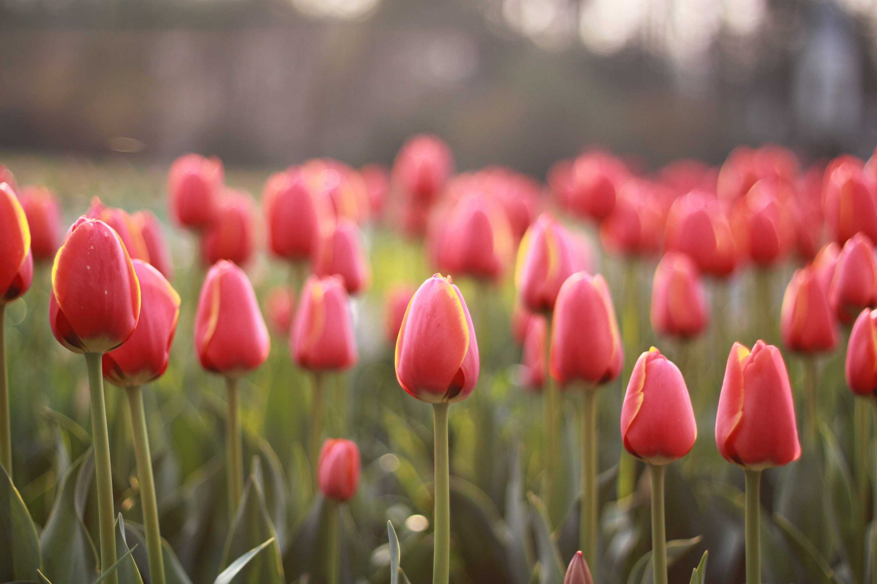 春暖花开+-+摄影作品