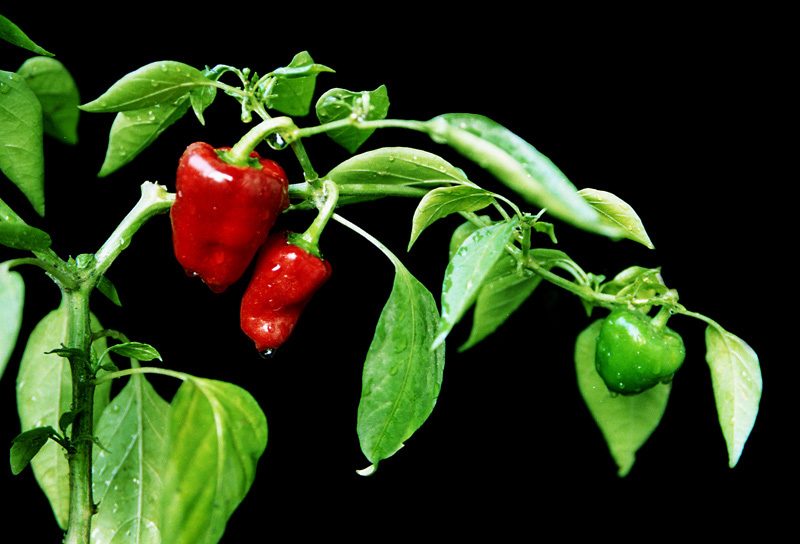 辣妹子+(上传于:2011-05-21)