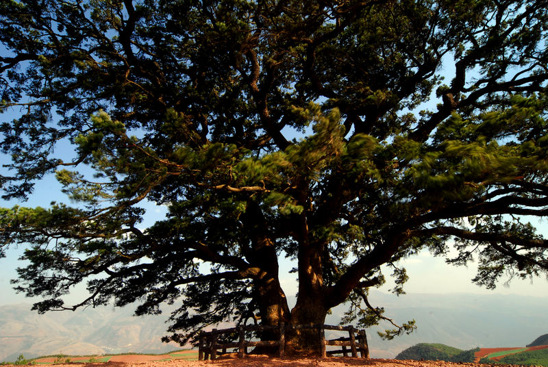 东川红土地老龙树