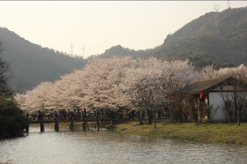 绍兴樱花节 - 摄影作品