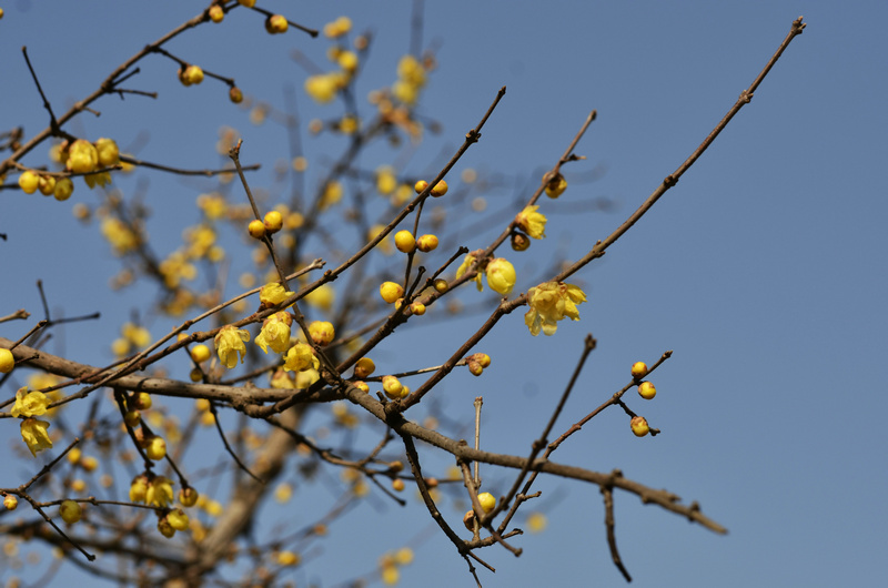 新年第一天拍摄 - 摄影作品