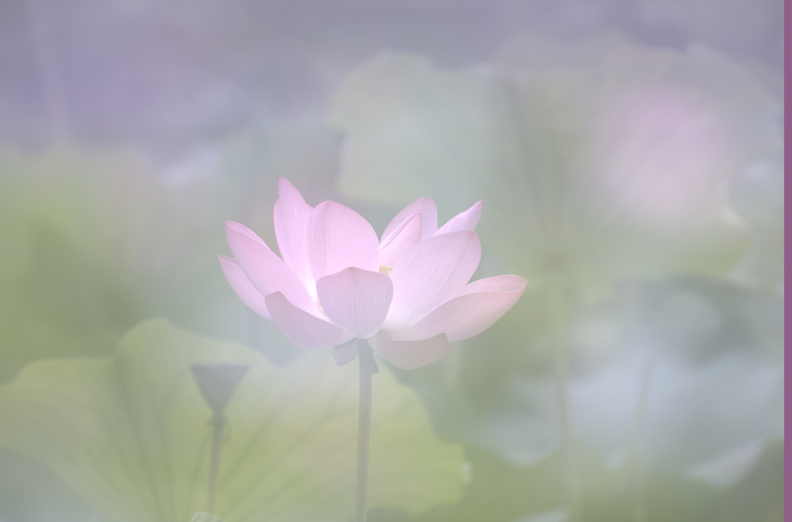 雾里看花 - 摄影作品