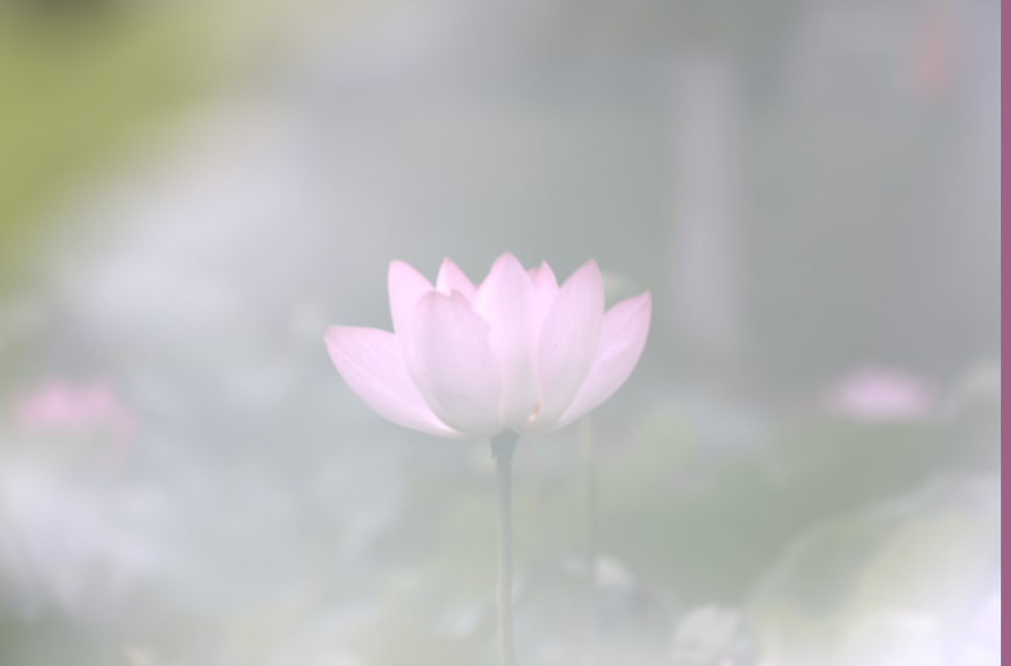 雾里看花 - 摄影作品