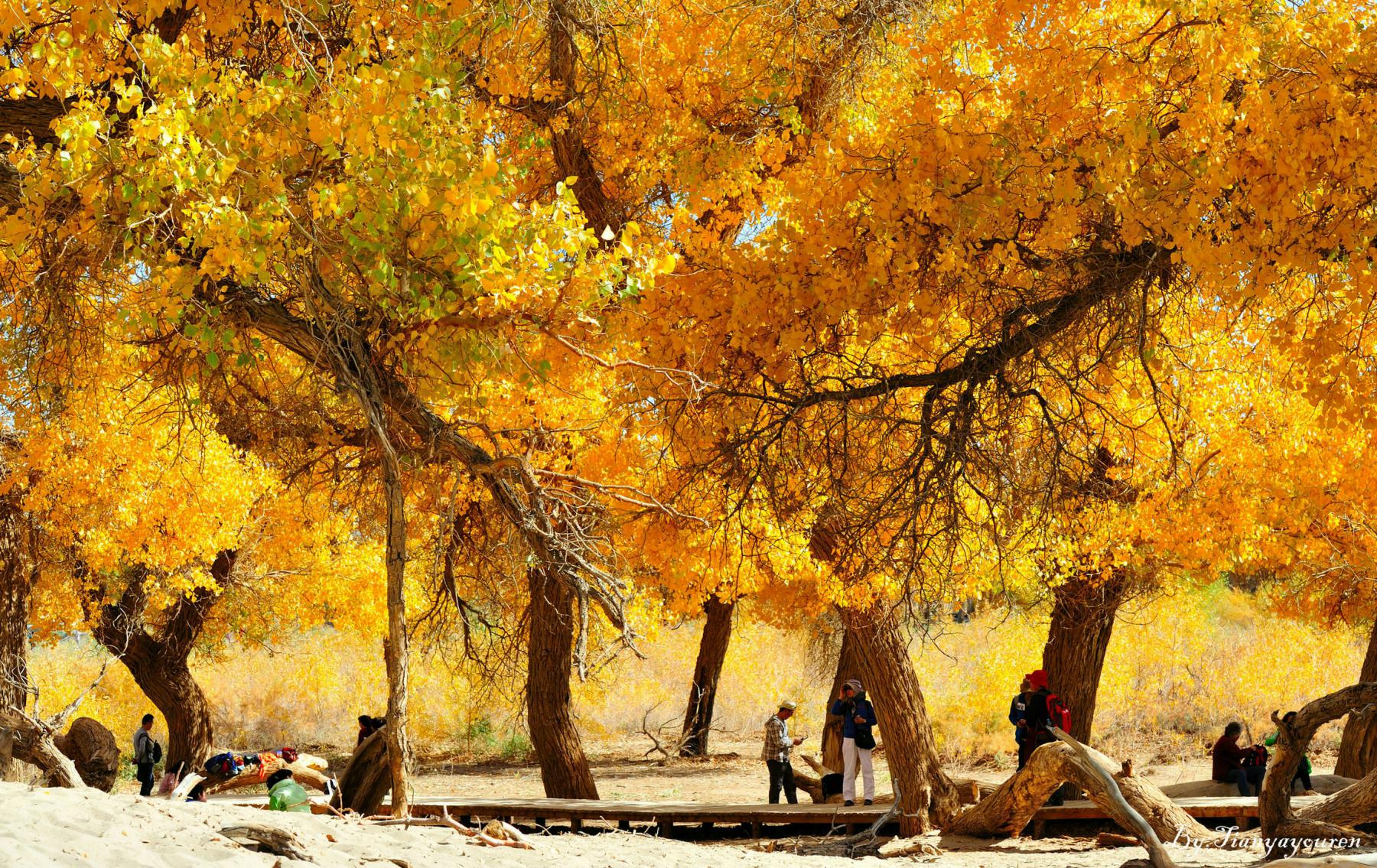 【最美秋色之胡杨摄影】额济纳胡杨林 - 摄影作