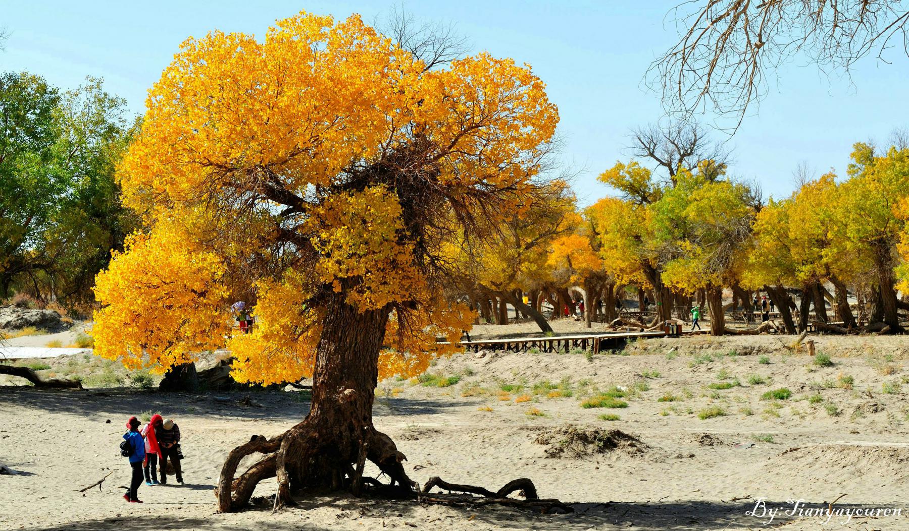 【最美秋色之胡杨摄影】额济纳胡杨林 - 摄影作