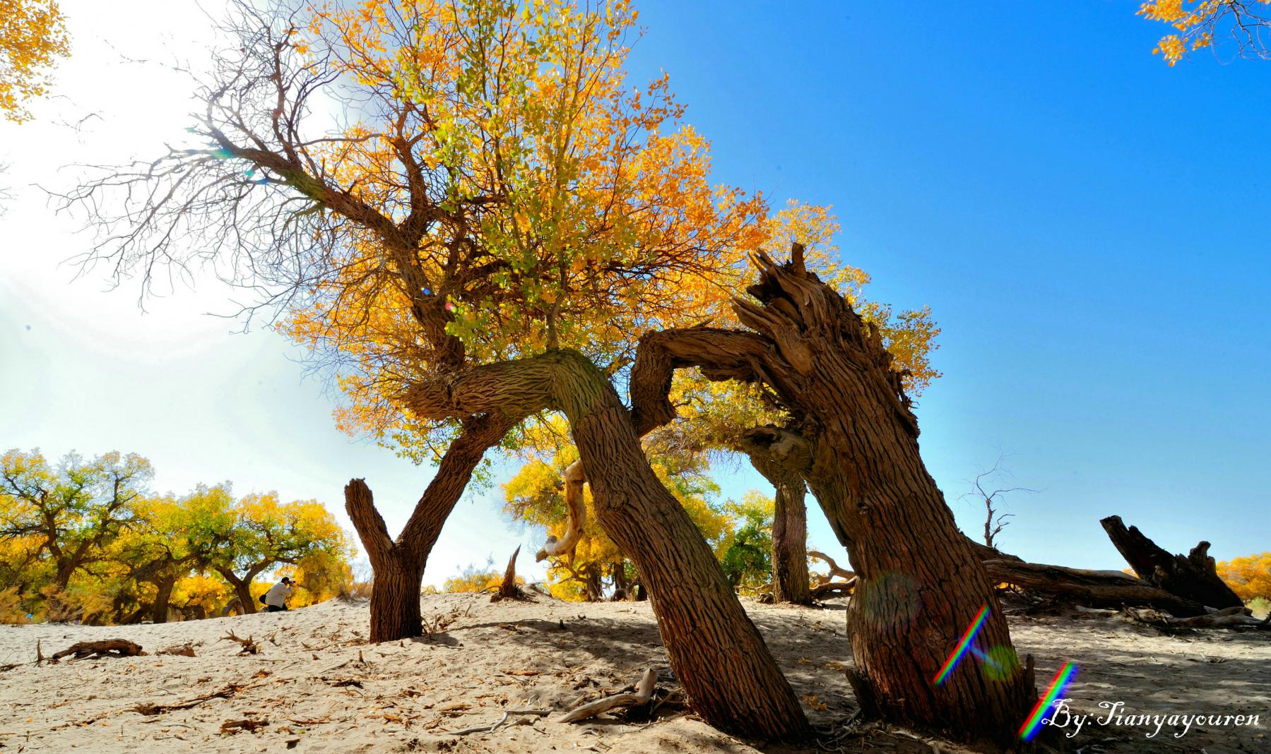 【最美秋色之胡杨摄影】额济纳胡杨林 - 摄影作