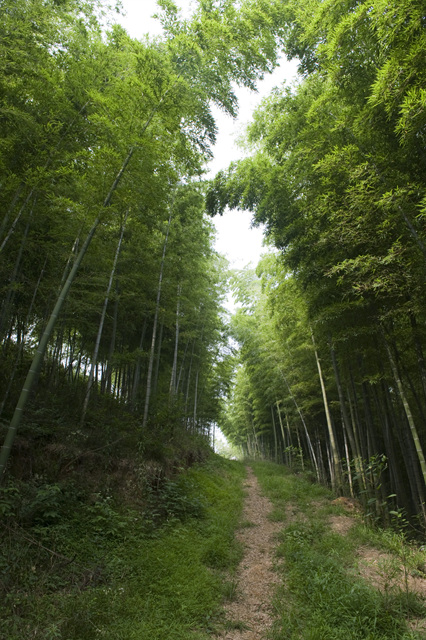 发几张周末去<em>石塘</em>竹海的<em>照片</em> - 游侠南京圈 - 游