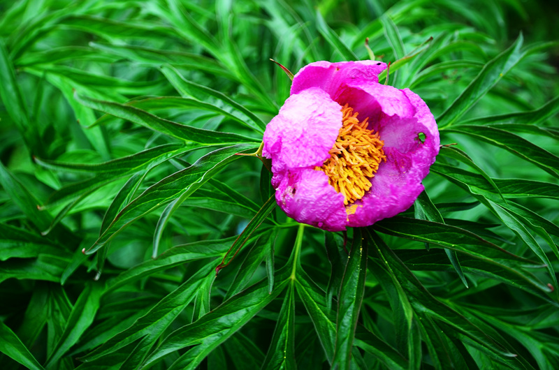 【新疆花事】六月,众游侠横越天山南北12日,觅
