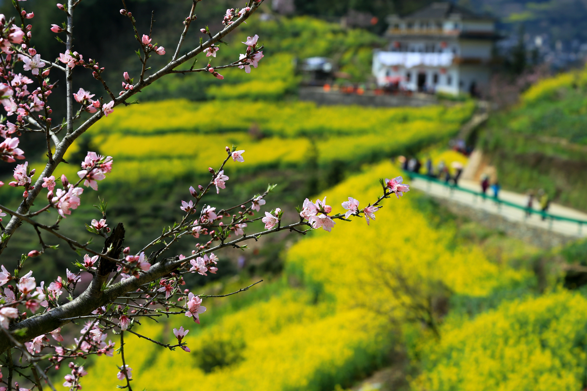 春天花事61石潭花海环线34月经典小众线安徽石潭昌源河深山古村花海