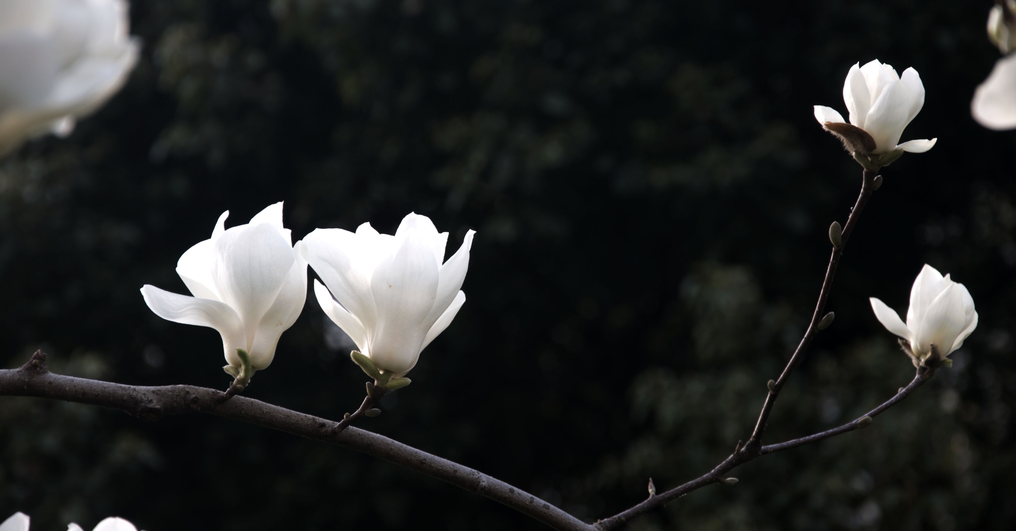 白玉兰_游侠客摄影网_摄影旅游网站