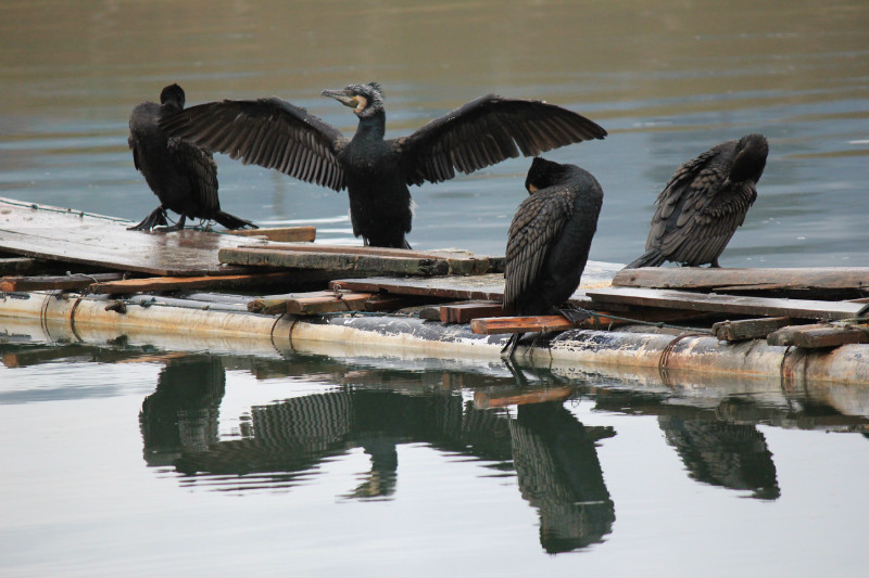 失业的漓江鸬鹚(鱼鹰)