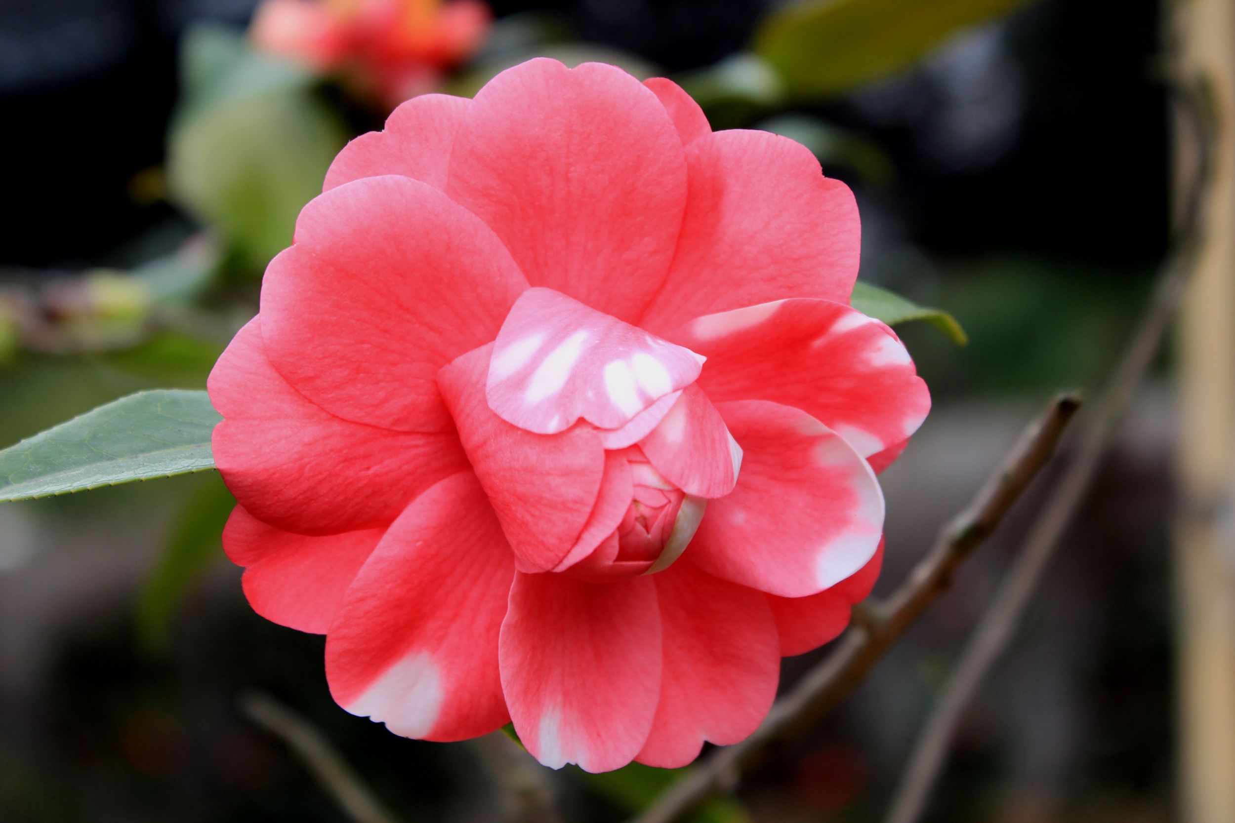 金茶花--植物大熊猫