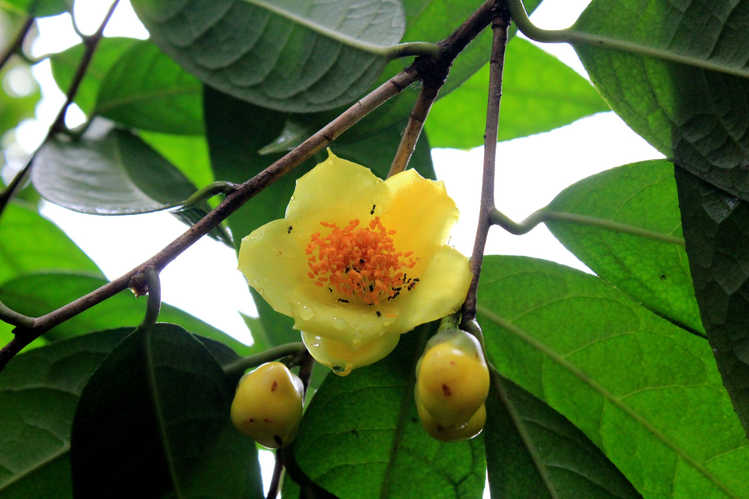金茶花--植物大熊猫
