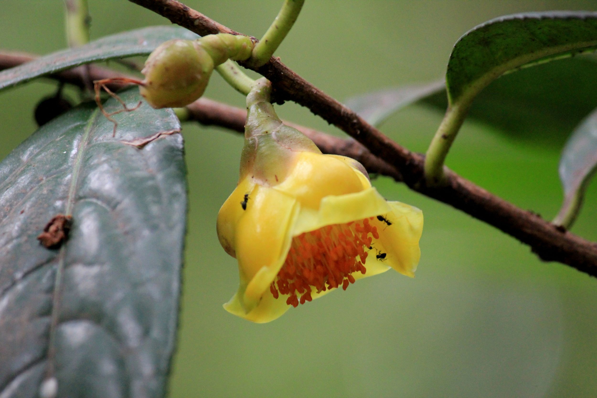 金茶花--植物大熊猫