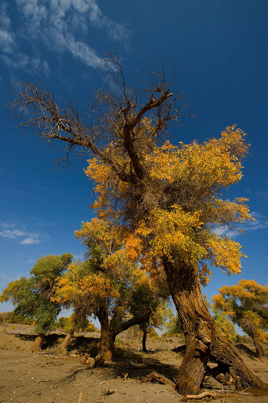 胡杨.秋色