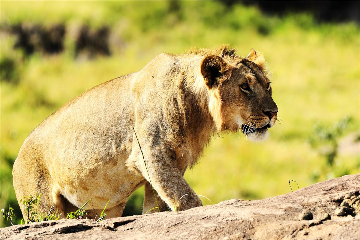 行摄非洲之走兽集